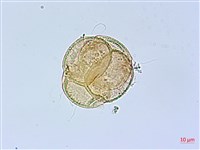 台灣高山杜鵑藏品圖，第2張