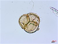 台灣高山杜鵑藏品圖，第4張