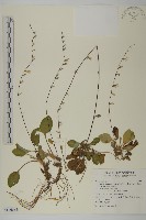 臺灣鬼督郵藏品圖，第1張