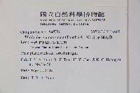 細葉蘭花參藏品圖，第2張