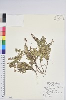 高山白珠樹藏品圖，第1張