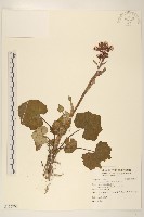 臺灣款冬藏品圖，第1張