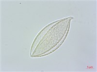 束心蘭藏品圖，第2張