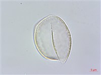 束心蘭藏品圖，第3張