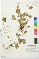 蓬萊毛茛藏品圖，第1張