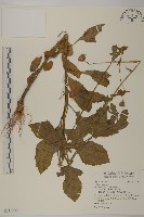 登錄號:S116720藏品圖，第1張