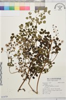 登錄號:S116728藏品圖，第1張