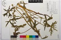 登錄號:S116746藏品圖，第1張