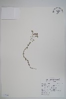 登錄號:S116749藏品圖，第1張