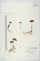 登錄號:S116756藏品圖，第1張