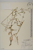 匙葉麥瓶草藏品圖，第1張