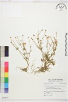 登錄號:S116771藏品圖，第1張