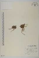 登錄號:S116772藏品圖，第1張