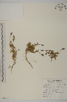 登錄號:S116776藏品圖，第1張