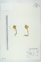 登錄號:S116778藏品圖，第1張