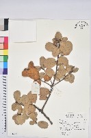 登錄號:S116780藏品圖，第1張