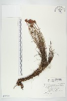 長鞭紅景天藏品圖，第1張