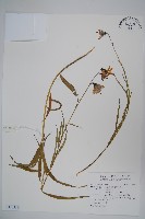 登錄號:S116785藏品圖，第1張