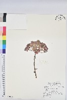 登錄號:S116786藏品圖，第1張