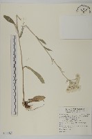 尼泊爾籟簫藏品圖，第1張