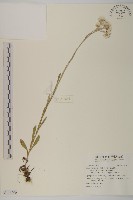 登錄號:S116790藏品圖，第1張