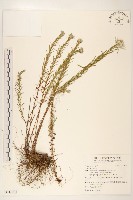 登錄號:S116791藏品圖，第1張