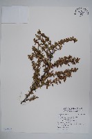 小花小檗藏品圖，第1張