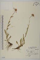 登錄號:S116795藏品圖，第1張