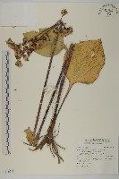登錄號:S116797藏品圖，第1張