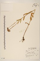 登錄號:S116807藏品圖，第1張