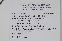 白樺、粉樺、臭樺藏品圖，第2張