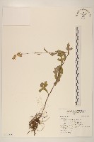 登錄號:S116815藏品圖，第1張