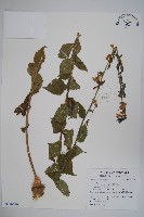 登錄號:S116816藏品圖，第1張