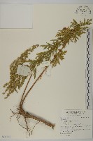 登錄號:S116819藏品圖，第1張