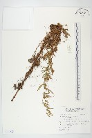 登錄號:S116820藏品圖，第1張