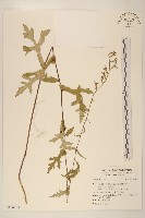 登錄號:S116823藏品圖，第1張