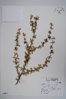 刺紅珠藏品圖，第1張