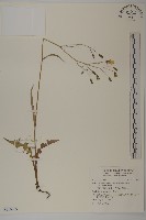 登錄號:S116829藏品圖，第1張