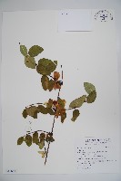 登錄號:S116841藏品圖，第1張