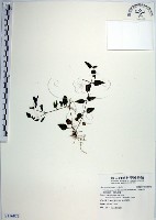 倒地蜈蚣、四角銅鑼藏品圖，第1張