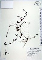 倒地蜈蚣、四角銅鑼藏品圖，第1張