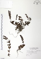 玉山水苦賈藏品圖，第1張