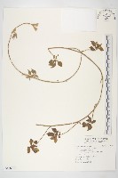 九爪藤藏品圖，第1張