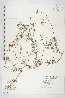 蔦蘿藏品圖，第1張