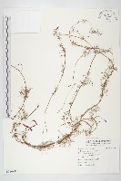 蔦蘿藏品圖，第1張