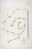 蔦蘿藏品圖，第1張