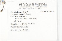 蔦蘿藏品圖，第2張