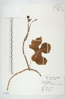 巴西牽牛藏品圖，第1張