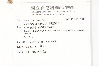 巴西牽牛藏品圖，第2張