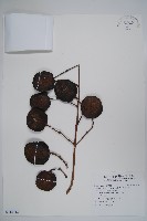 藍花楹藏品圖，第1張